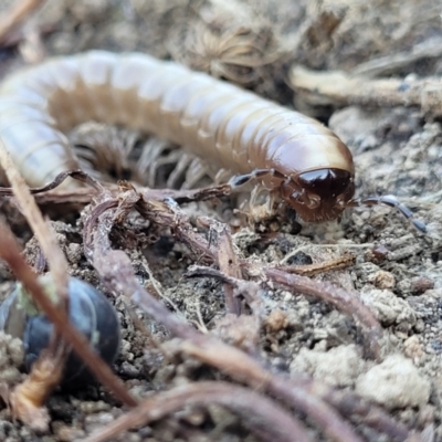 Paradoxosomatidae sp. (family) (Millipede) at Belconnen, ACT - 3 Sep 2023 by trevorpreston