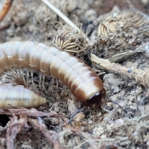 Paradoxosomatidae sp. (family) at Belconnen, ACT - 3 Sep 2023