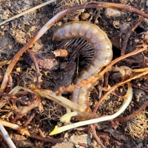 Paradoxosomatidae sp. (family) at Belconnen, ACT - 3 Sep 2023