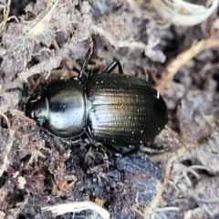 Adelium brevicorne (Bronzed field beetle) at Jarramlee-West MacGregor Grasslands - 3 Sep 2023 by trevorpreston