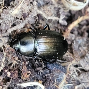 Adelium brevicorne at Jarramlee-West MacGregor Grasslands - 3 Sep 2023