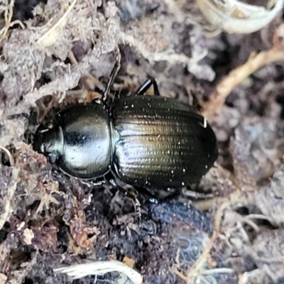 Adelium brevicorne (Bronzed field beetle) at Jarramlee-West MacGregor Grasslands - 3 Sep 2023 by trevorpreston