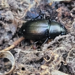 Adelium brevicorne at Jarramlee-West MacGregor Grasslands - 3 Sep 2023