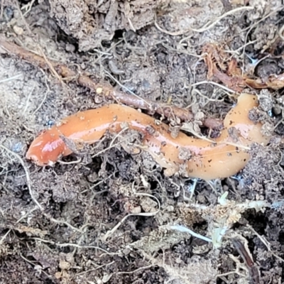 Australoplana alba (A flatworm) at Jarramlee-West MacGregor Grasslands - 3 Sep 2023 by trevorpreston