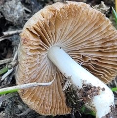 Volvopluteus gloiocephalus at Crace Grasslands - 3 Sep 2023