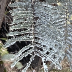 Acacia dealbata subsp. dealbata (Silver Wattle) at Belconnen, ACT - 3 Sep 2023 by lbradley