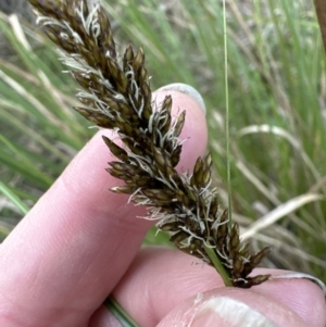 Carex appressa at Aranda, ACT - 3 Sep 2023