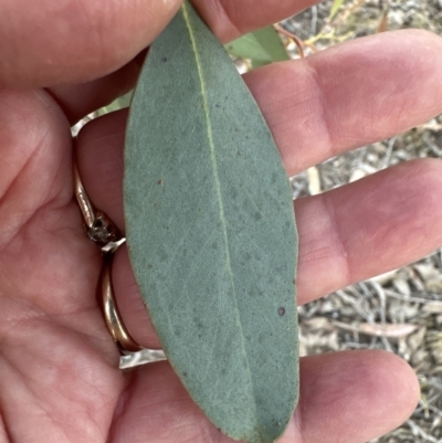 Eucalyptus macrorhyncha (Red Stringybark) at Belconnen, ACT - 3 Sep 2023 by lbradley