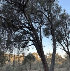 Eucalyptus macrorhyncha at Belconnen, ACT - 3 Sep 2023