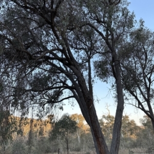 Eucalyptus macrorhyncha at Aranda, ACT - 3 Sep 2023 05:12 PM