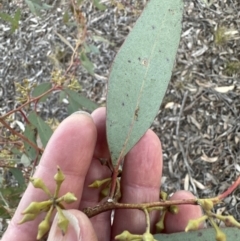 Eucalyptus macrorhyncha at Aranda, ACT - 3 Sep 2023 05:12 PM