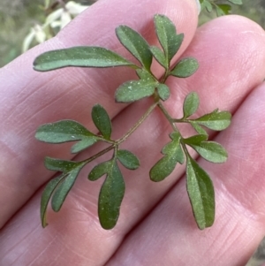 Clematis leptophylla at Aranda, ACT - 3 Sep 2023