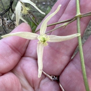 Clematis leptophylla at Aranda, ACT - 3 Sep 2023