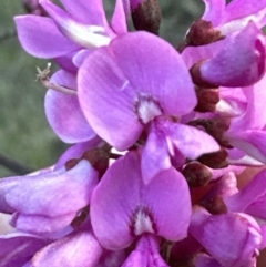 Indigofera australis subsp. australis (Australian Indigo) at Aranda Bushland - 3 Sep 2023 by lbradley