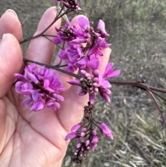 Indigofera australis subsp. australis at Aranda, ACT - 3 Sep 2023