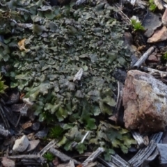 Unidentified Moss, Liverwort or Hornwort at O'Connor, ACT - 18 Oct 2020 by JanetRussell