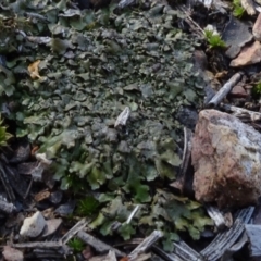 Fossombronia sp. (genus) at O'Connor, ACT - 18 Oct 2020 by JanetRussell