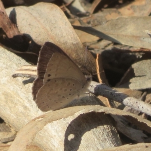 Erina hyacinthina at Canberra Central, ACT - 3 Sep 2023