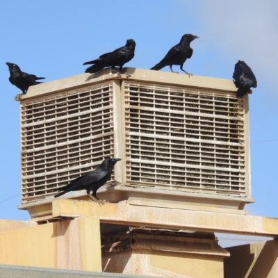 Corvus bennetti (Little Crow) at Leinster, WA - 3 Sep 2023 by HelenCross