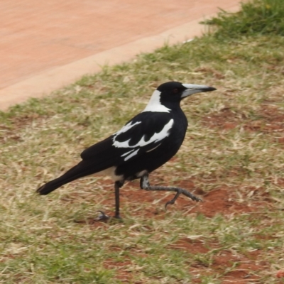 Gymnorhina tibicen (Australian Magpie) at Leinster, WA - 3 Sep 2023 by HelenCross