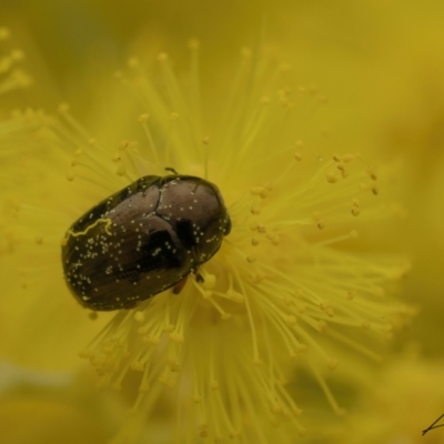 Ditropidus sp. (genus) (Leaf beetle) at Bruce, ACT - 3 Sep 2023 by living