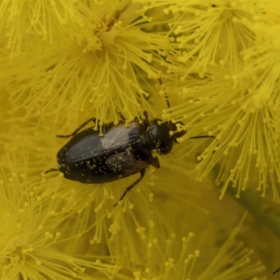Sarothrocrepis civica (An arboreal 'ground' beetle) at Gossan Hill - 3 Sep 2023 by living