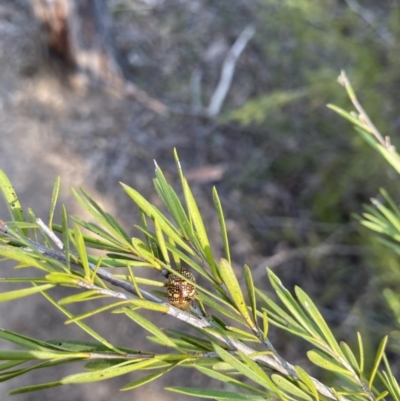 Paropsis pictipennis (Tea-tree button beetle) at Ginninderry Conservation Corridor - 3 Sep 2023 by KyliePossum