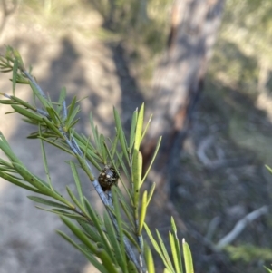 Paropsis pictipennis at Strathnairn, ACT - 3 Sep 2023