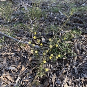 Acacia ulicifolia at Strathnairn, ACT - 3 Sep 2023