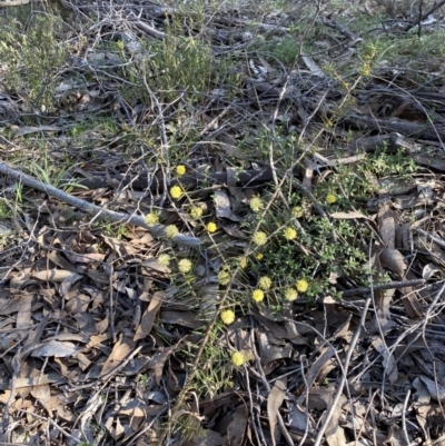 Acacia ulicifolia (Prickly Moses) at Strathnairn, ACT - 3 Sep 2023 by KyliePossum