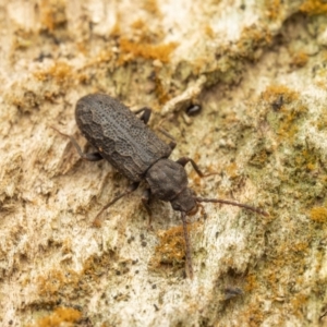 Meryx rugosa at Cotter River, ACT - 26 Aug 2023