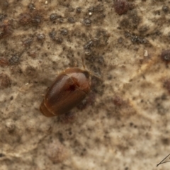 Corylophidae (family) (A minute hooded beetle) at Cotter River, ACT - 26 Aug 2023 by living