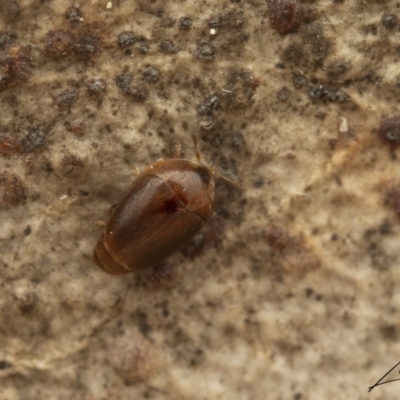 Corylophidae (family) (A minute hooded beetle) at Cotter River, ACT - 26 Aug 2023 by living