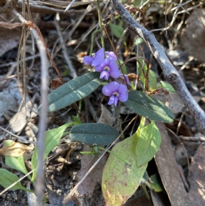 Hovea heterophylla (Common Hovea) at Ginninderry Conservation Corridor - 3 Sep 2023 by KyliePossum
