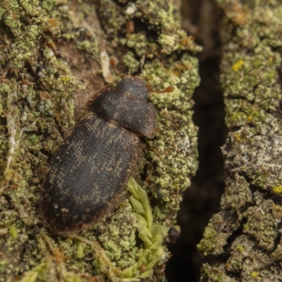 Trogossitidae (family) (A bark-gnawing beetle) at Namadgi National Park - 16 Sep 2023 by living