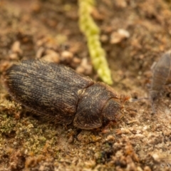 Trogossitidae (family) at Cotter River, ACT - 16 Sep 2023 09:52 PM