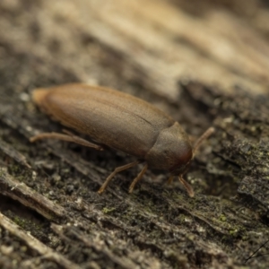 Melandryidae (family) at Cotter River, ACT - 1 Sep 2023