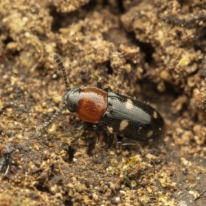 Thallis vinula at Cotter River, ACT - 1 Sep 2023