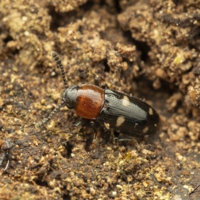 Thallis vinula (A fungus beetle) at Namadgi National Park - 1 Sep 2023 by living