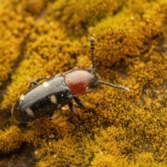 Thallis vinula at Cotter River, ACT - 1 Sep 2023 08:33 PM