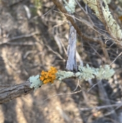 Teloschistes sp. (genus) (A lichen) at Strathnairn, ACT - 3 Sep 2023 by KyliePossum