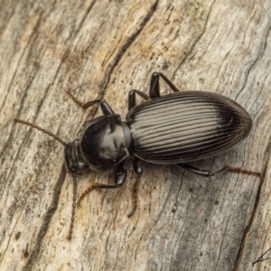 Apasis sp. (genus) at Cotter River, ACT - 3 Sep 2023