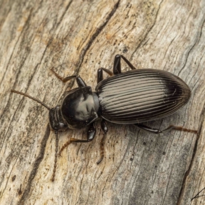 Apasis sp. (genus) (Darkling beetle) at Namadgi National Park - 3 Sep 2023 by living