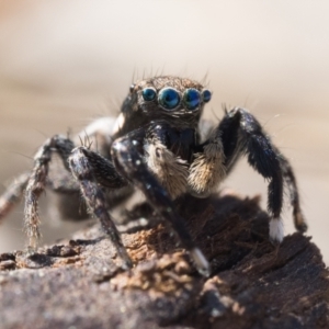 Jotus frosti at Paddys River, ACT - 3 Sep 2023 10:30 AM