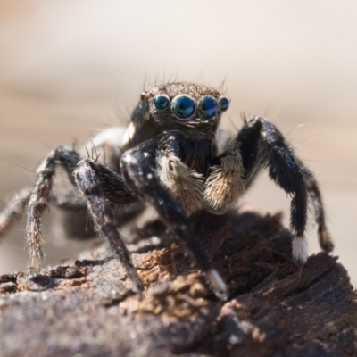 Jotus frosti (Frost's jumping spider) at Gibraltar Pines - 3 Sep 2023 by patrickcox