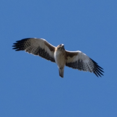 Hieraaetus morphnoides (Little Eagle) at Paddys River, ACT - 3 Sep 2023 by patrickcox