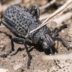 Talaurinus typicus (Ground weevil) at Gibraltar Pines - 3 Sep 2023 by patrickcox