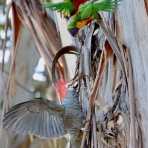 Callocephalon fimbriatum at Hughes, ACT - 3 Sep 2023