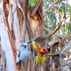 Callocephalon fimbriatum at Hughes, ACT - 3 Sep 2023