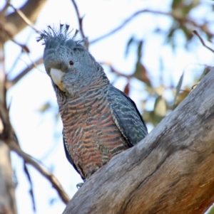 Callocephalon fimbriatum at Hughes, ACT - suppressed